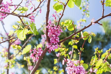 天然春天背景 博伊尼亚树开花 在格鲁吉亚的第比利斯高清图片