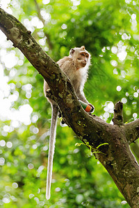 猴子坐在树上 在印度尼西亚巴厘的乌布德木头丛林乌布毛皮森林哺乳动物身体背景图片
