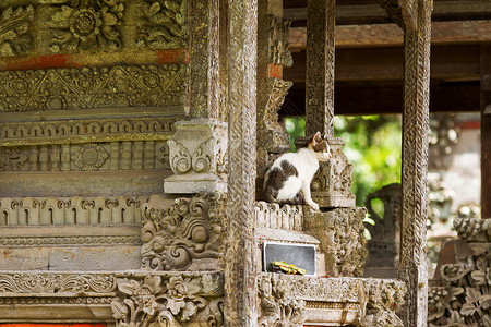 巴厘猫Taman Ayun 寺庙里的猫 是孟圭帝国的一座皇家寺庙 印度尼西亚巴厘岛小猫建筑学历史哺乳动物雕塑古董旅游流浪宝塔动物背景