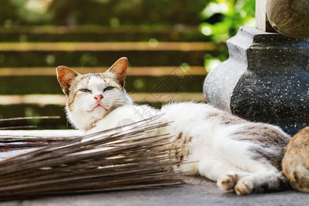 Taman Ayun 寺庙里的猫 是孟圭帝国的一座皇家寺庙 印度尼西亚巴厘岛宝塔小猫动物建筑宗教建筑学地标历史雕塑旅游背景图片