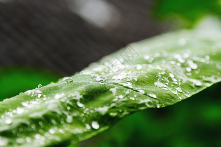 自然背景 绿叶上有雨滴公园森林叶子植物木头绿色背景图片