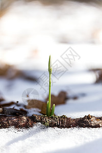 雪滴(Gal nthus)花从雪中流过 艾派特里山 克里米亚 俄罗斯背景图片