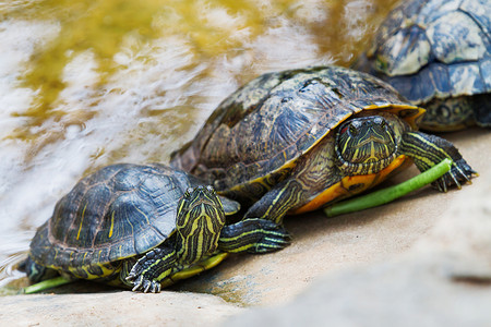 红耳滑块池塘滑块Trachemys脚本a 普通的中等半水生海龟乌龟水龟团体红耳宠物背景