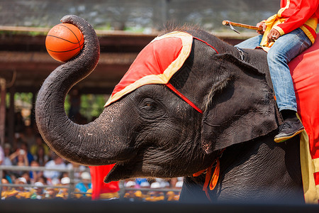 大象穿着装饰服和篮球大象 在泰国展出背景图片
