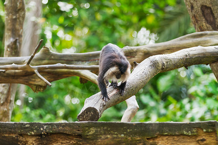 狮子尾马卡克或漫游者 树上有猴子的自然背景动物漫游哺乳动物灵长类森林猕猴丛林木头背景图片