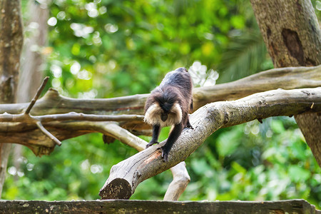 狮子尾马卡克或漫游者 树上有猴子的自然背景哺乳动物漫游森林木头灵长类丛林动物猕猴背景图片