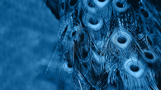 有尾巴的有孔雀羽毛的班纳 鸟羽毛的自然背景 典型的蓝调背景
