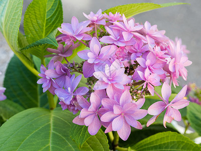 粉色圆锥盛开的绣球花或圆锥花序绣球花 粉红色的花朵与绿色的叶子花瓣花坛花园粉色树叶背景