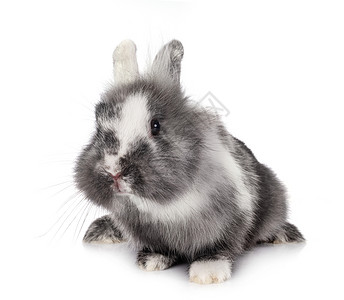 演播室里的侏矮兔子工作室动物白色宠物灰色双色背景图片
