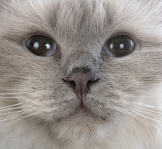 演播室里的野猫蓝点动物眼睛猫科动物蓝色工作室宠物背景图片