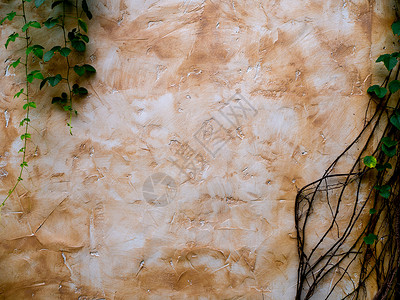 抽象植物墙背景绿色爬行者计划装饰环境房子生长场景分支机构叶子美丽登山者风格背景图片