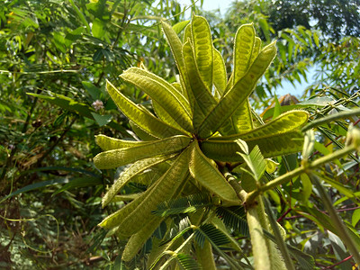 种植牙植体具有自然背景的含羞草 pigra 含羞草 pigra 通常被称为巨型敏感的是豆科含羞草属的一个物种野花热带花园荒野头发墙纸宏观植背景