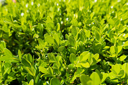 Buxus的自然背景Boxtree boxwood植物绿色宏观树叶背景图片
