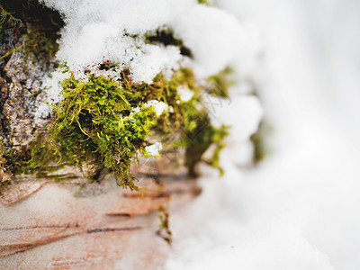 冬天苔藓冬天的自然背景 雪下有绿苔绿色白色宏观苔藓背景