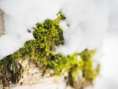 冬天苔藓冬天的自然背景 雪下有绿苔绿色白色宏观苔藓背景