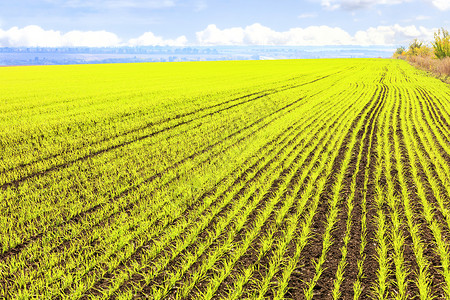 冬季小麦生长在广阔的田野里 各行平滑的冬天小麦发芽场地植物地球淡绿色晴天耕地谷物草地豆芽播种背景图片