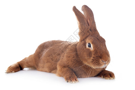 兔子兔动物棕色农场背景图片