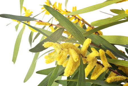 mimosa 千兆米黄色植物背景图片