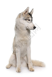 灰色的西伯利亚霍斯基宠物眼睛雪橇工作室小狗动物蓝色毛皮背景图片