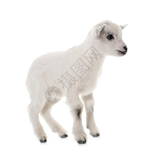 白白青山羊工作室新生宠物白色孩子农场动物婴儿背景图片