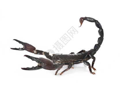 工作室的伊德罗梅特鲁斯脊椎宠物森林蝎子黑色动物高清图片