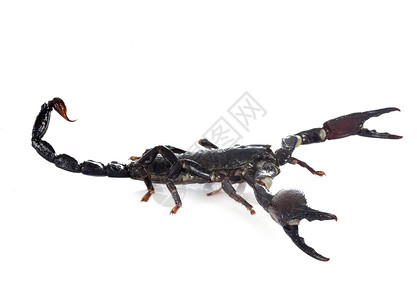 工作室的伊德罗梅特鲁斯脊椎宠物动物黑色蝎子森林高清图片