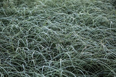 退色的干燥绿草 花卉背景高清图片