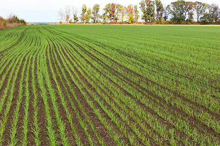 冬季小麦在中秋的大片田地上发芽 各行平滑的冬季小麦高清图片