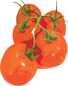 白底樱桃白底红番茄烹饪蔬菜营养饮食叶子水果团体工作室食物植物插画