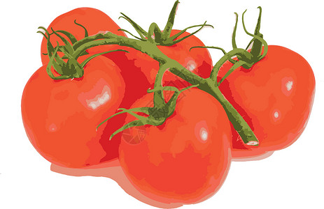 白底樱桃白底红番茄叶子饮食营养阴影工作室烹饪蔬菜植物水果食物插画