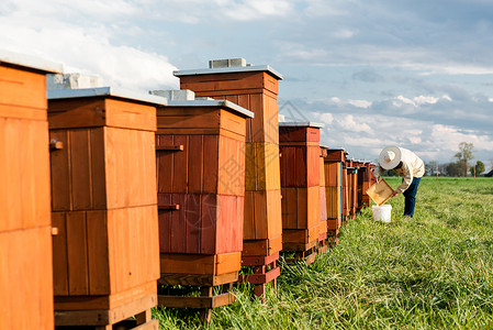 田间养蜂和检查蜜蜂工作与监测高清图片