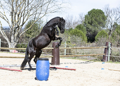 等感训练动物女孩骑马行为学骑士黑色活动骑术闲暇同感背景图片