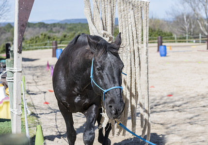 等感训练行为学同感运动竞赛骑术动物陷阱窗帘黑色骑士背景图片