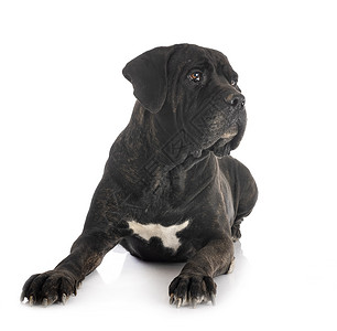 成年甘蔗獒犬黑色工作室动物宠物斑点成人背景图片