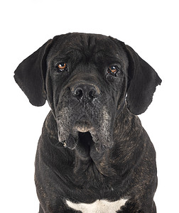 成年甘蔗宠物成人工作室动物獒犬斑点黑色背景图片