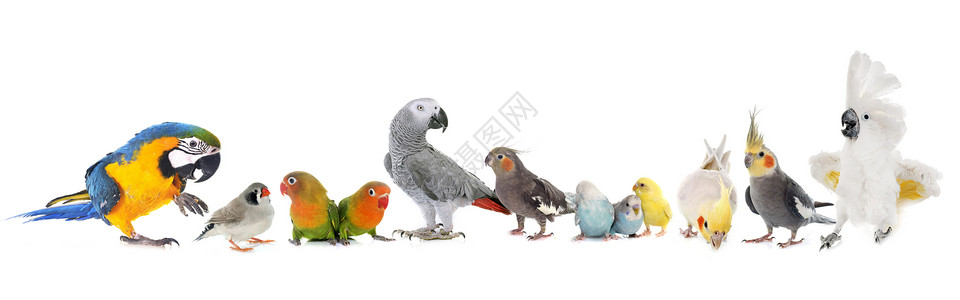 斑胸草雀物鹦鹉非洲灰鹦鹉高清图片