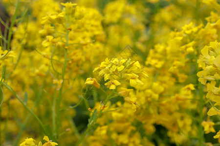 与许多黄色花朵决裂 宏观特写 填充背景背景