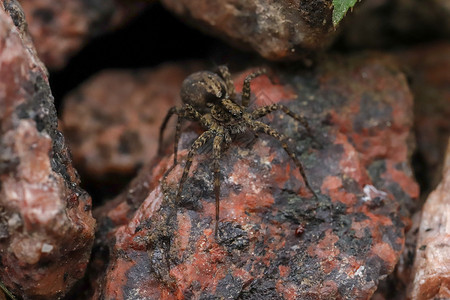 红色花岗岩石上的蜘蛛 昆虫宏观封闭背景背景图片