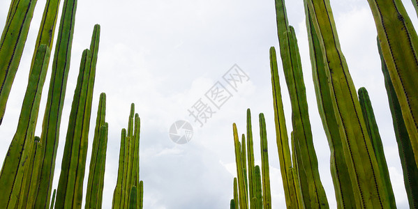 一些绿仙人掌的详情绿色栖息地植物群环境植物照片背景图片