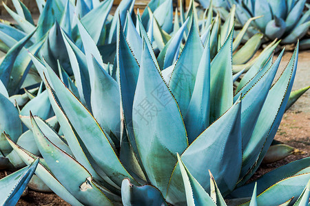 绿色maguey 传统纳蒂夫尔墨西哥植物照片背景图片