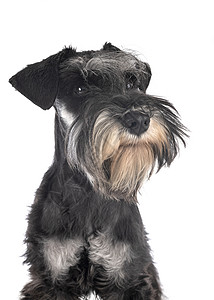 演播室中的微型Schnauser小狗猎犬黑色工作室动物宠物白色背景图片