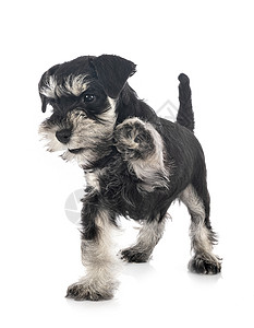 演播室中的微型Schnauser小狗工作室猎犬宠物白色黑色动物背景图片