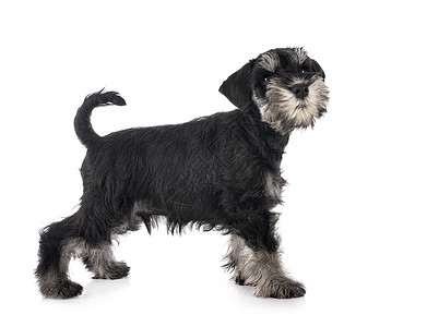 演播室中的微型Schnauser动物黑色猎犬工作室宠物小狗白色背景图片