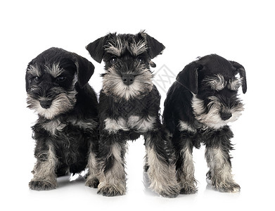 演播室中的微型运动手动物宠物猎犬白色团体工作室小狗黑色背景图片