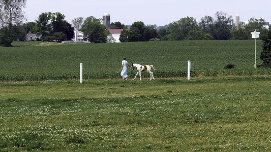 行会一名阿米什女孩教一匹新年轻绘画马去跑步细绳动物稻草奶油头发牧场教学农场学习孩子背景