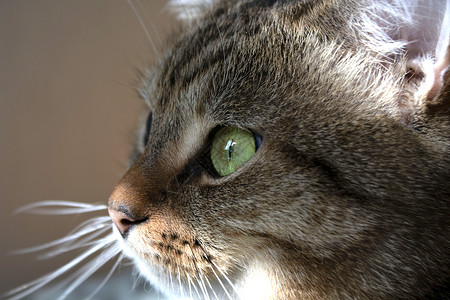 背光的猫我的猫在窗边鼻子动物客厅微笑手表房间眼睛笑声宠物安全背景
