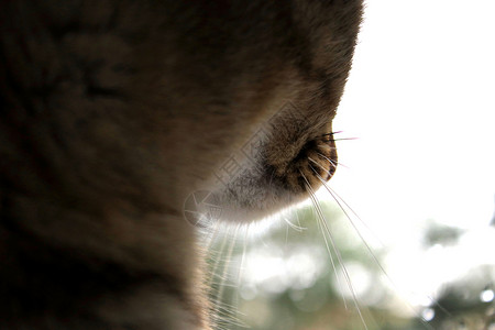 背光的猫我的猫在窗边哺乳动物背光阳光客厅微笑房间猫咪食肉好奇心动物背景
