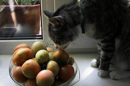 绿虎番茄灰猫嗅青番茄捕食者盘子小猫绘画宠物眼睛花园园艺生日窗帘背景