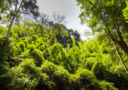 雨林中的大树和小树背景图片