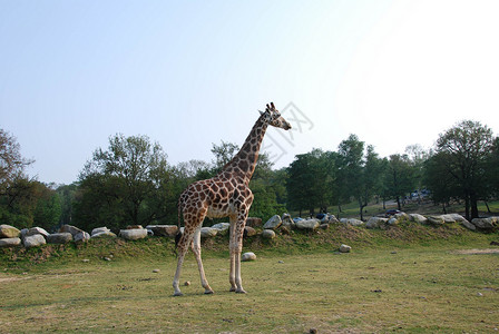 意大利公园里的长颈鹿食草动物动物园脖子长颈公园旅游鹿皮荒野反刍动物背景